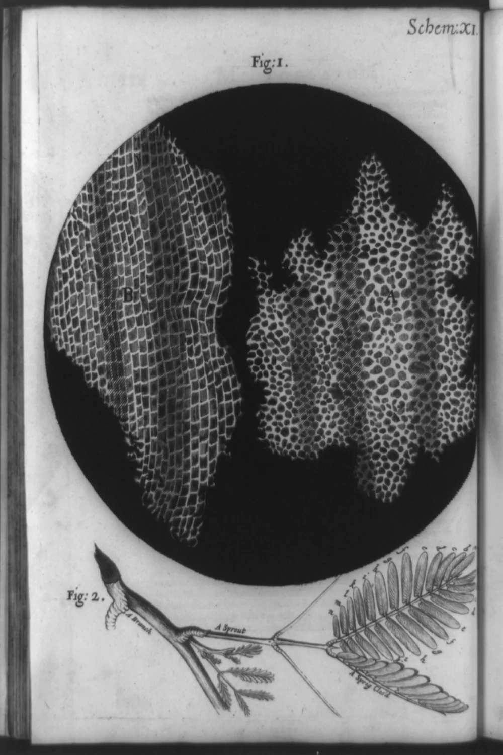Robert Hooke's 1665 engraving of cork cellular structures with a small botanical study below.